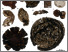 [thumbnail of ezaz-nikpay-et-al_palaios_2026_Figure-3.pdf]